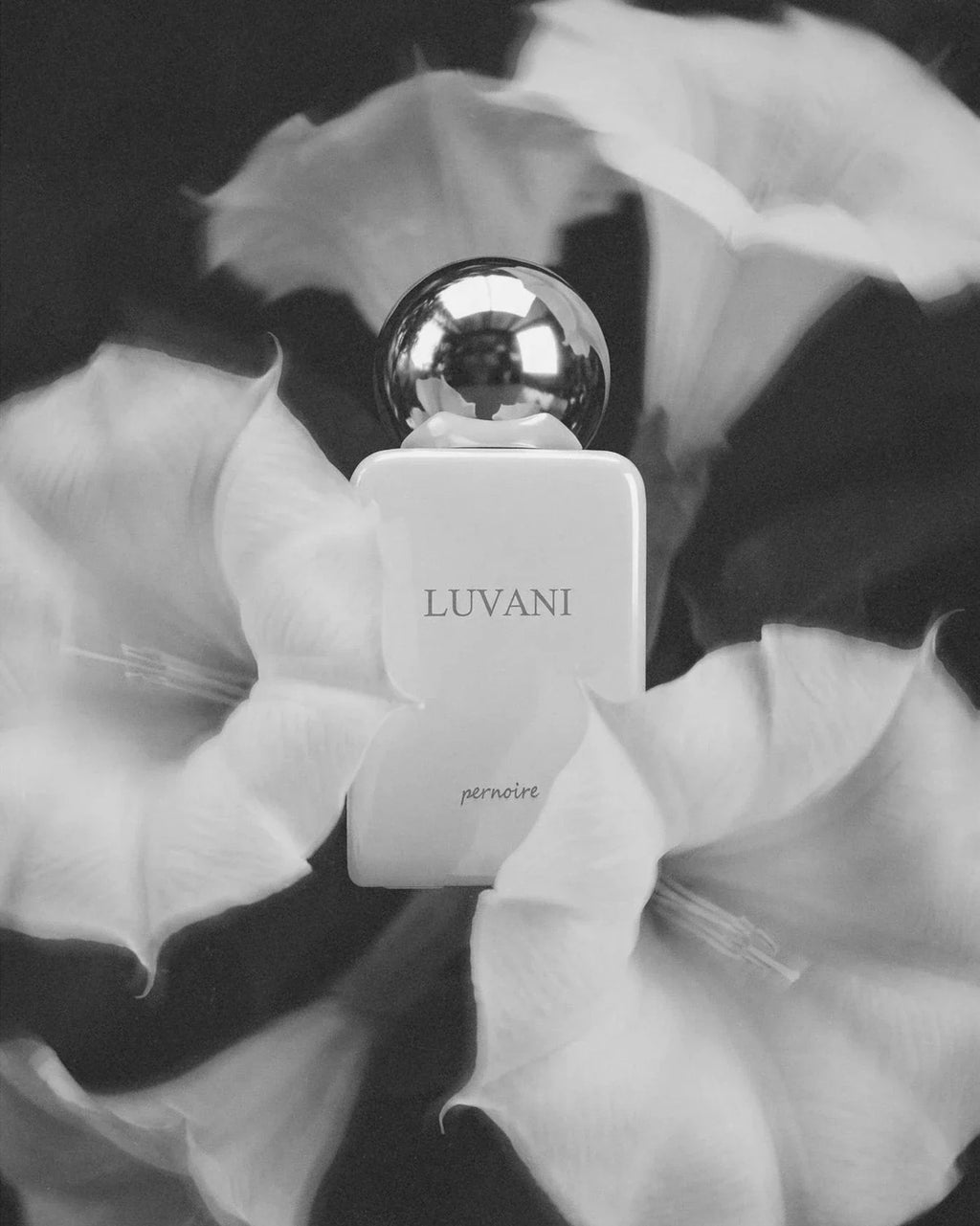 Pernoire Luvani Extrait de Parfum (50ml) - FragranceGems, foto 3